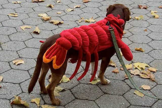 Someday, the only lobsters from Maine we'll be seeing will be the mythical Lobstahdogs